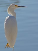 Egret11.jpg