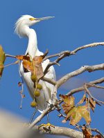 Egret13.jpg
