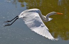 Egret2.jpg