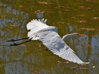 Egret5.jpg