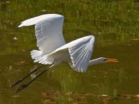 Egret7.jpg
