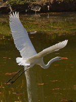 Egret8.jpg