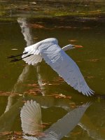 Egret9.jpg