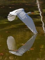Egret10.jpg