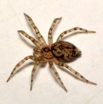 Spider.jpg
