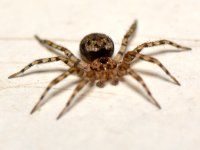 Spider2.jpg