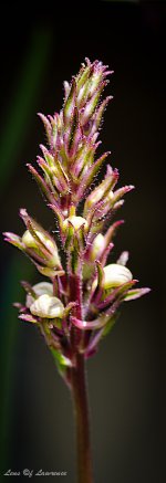 Flower in macro_.jpg