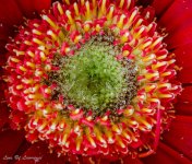 Flower macro tripod long exposure.jpg