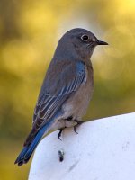 Bluebird4.jpg