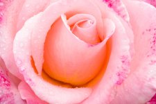 rose.jpg