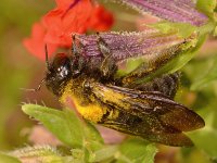 Bumble6.jpg