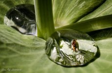 Water droplet with bug.jpg