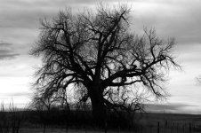 BWTree 254.jpg