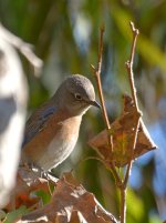 Bluebird.jpg