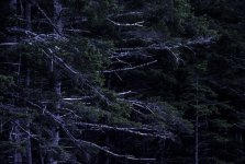 IslandTreesTD.jpg