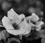 DSC_0347.jpg