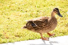 DSC_6312.jpg