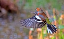 Flying-Chaffinch-Small.jpg