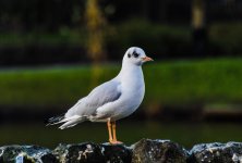 DSC_3931.jpg