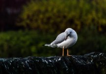 DSC_3938.jpg