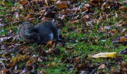 DSC_3951.jpg