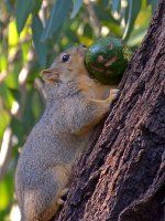 Squirrel.jpg