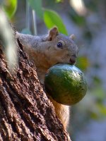 Squirrel2.jpg