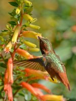 Hummer10.jpg