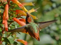 Hummer12.jpg