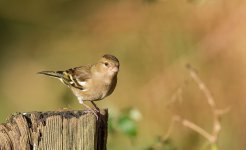 RJB_1378-small.jpg