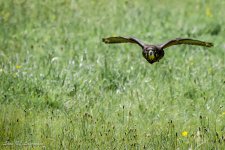 Falcon in flight.jpg