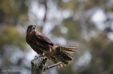 Falcon Female Bindi looking for prey.jpg