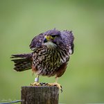 Falcon on post with wind blowing.jpg