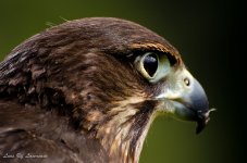 Falcon Portrait 2.jpg