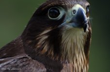 Falcon Portrait.jpg