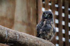 Morepork chick.jpg