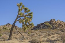 Desert (3).jpg