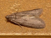 Moth.jpg
