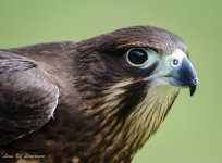 Beautiful female Falcon.jpg