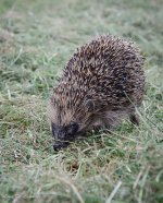 Hedgehog 1.jpg
