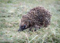Hedgehog 2.jpg