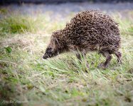 Hedgehog 3.jpg