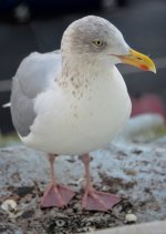 bird.jpg