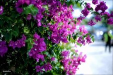 Delray   18_2758.jpg