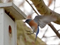 Bluebird5.jpg