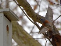Bluebird6.jpg
