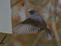 Bluebird7.jpg