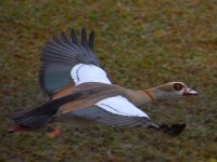 Goose.jpg