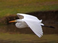Egret.jpg