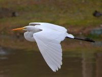 Egret3.jpg